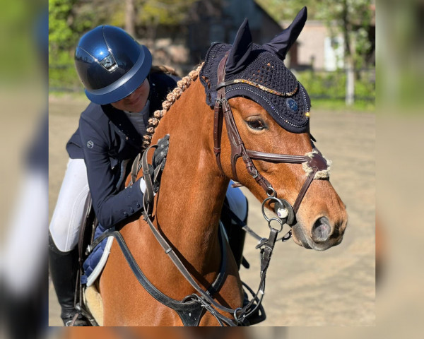jumper Carello's Cathy (German Riding Pony, 2018, from Top Carello)