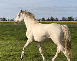 dressage horse Mazikeen vom Haimoordeich (German Riding Pony, 2021, from Double Cream)