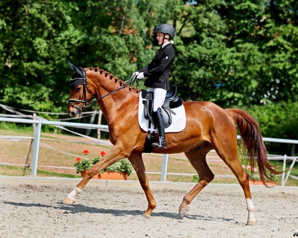 dressage horse Der Glücksgriff (Hanoverian, 2019, from Da Costa)