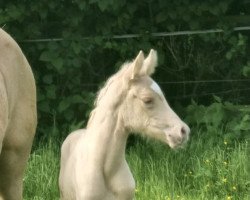 dressage horse Wert‘s Sunnys Surprice (German Riding Pony, 2023, from Dreidimensional AT NRW)