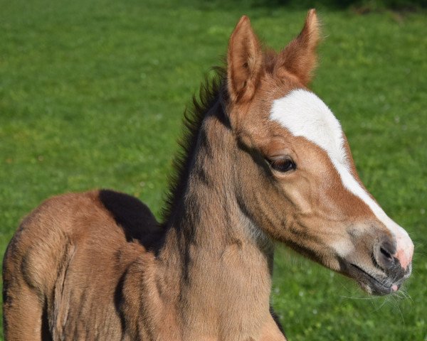 dressage horse Wert‘s Starshine (German Riding Pony, 2023, from New Berlin E)