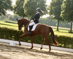 dressage horse I'm Foxy 2 (KWPN (Royal Dutch Sporthorse), 2019, from Imposantos)