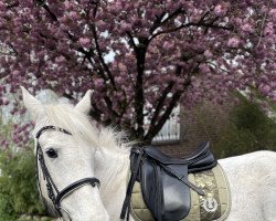 Dressurpferd Killowen Beauty (Tinker-Mix / Pinto Tinker / Crossbreed, 2010)