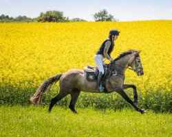 jumper Laura's Stern 6 (Hanoverian, 2018, from Lordanos)