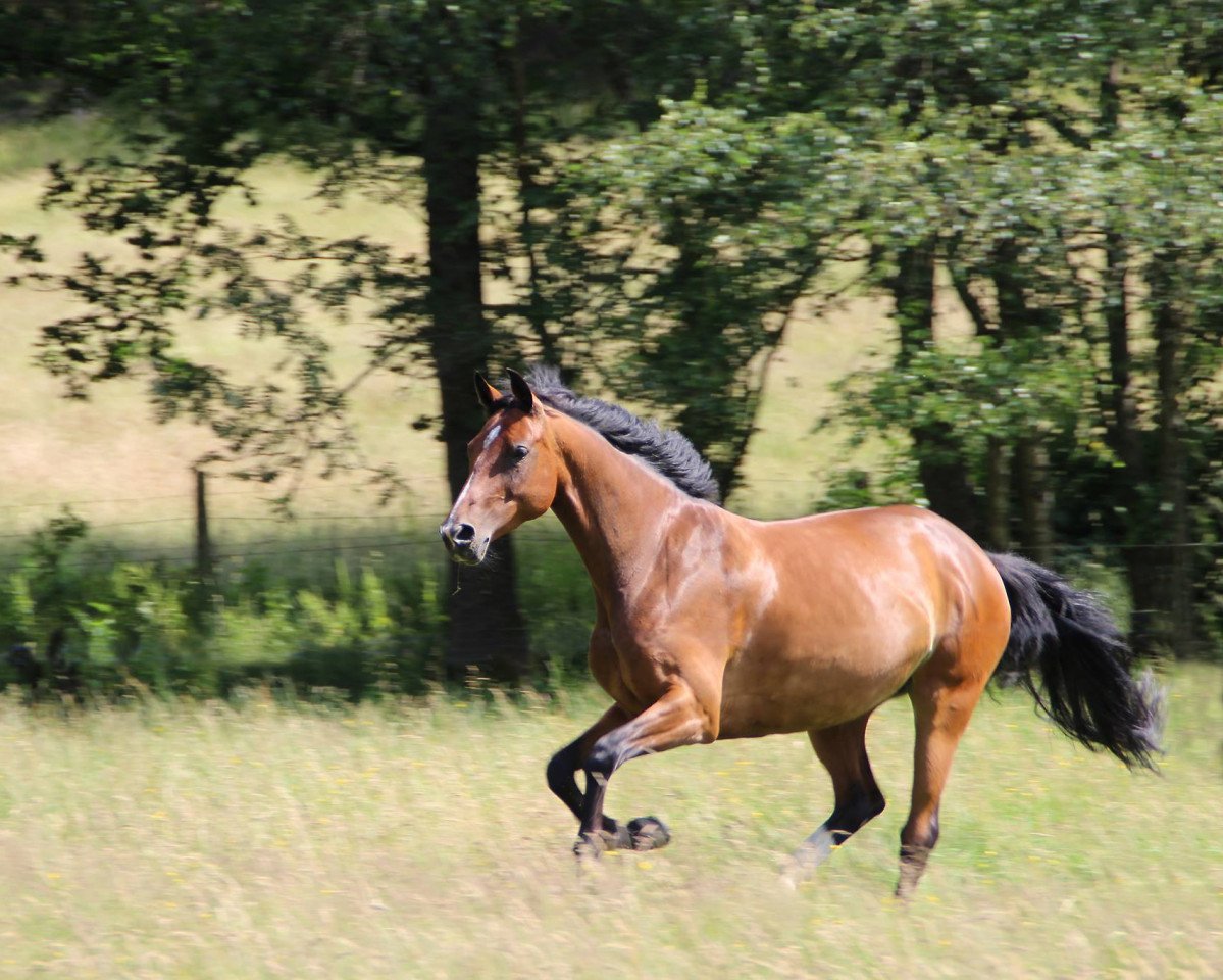 dressage horse Las Vegas 201 (Oldenburg, 2008, from Böckmanns Lazio)