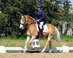 dressage horse Mister Bush (0,78% ox) (Haflinger, 2014, from Abel)