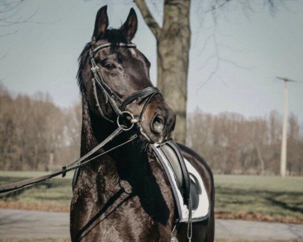 Pferd Leander 261 (Trakehner, 2009, von Biotop)