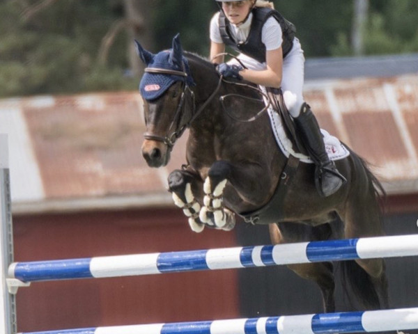 jumper Rolighedens Pedro (New Forest Pony, 2007, from Kantje's Valentijn)