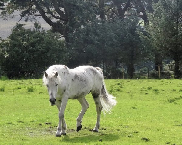 Deckhengst Ashfield Romeo (Connemara-Pony, 1990, von Ashfield Sparrow)