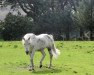 stallion Ashfield Romeo (Connemara Pony, 1990, from Ashfield Sparrow)