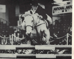 stallion Ashfield Bobby Sparrow (Connemara Pony, 1970, from Carna Bobby)