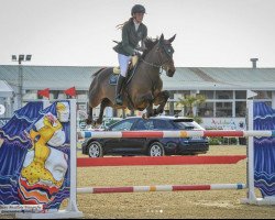 jumper Olga V (Belgian Warmblood, 2014, from Thunder van de Zuuthoeve)