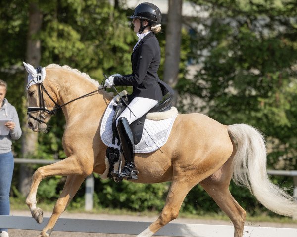 dressage horse Catching Gold Vec (German Riding Pony, 2019, from Coer Noble)