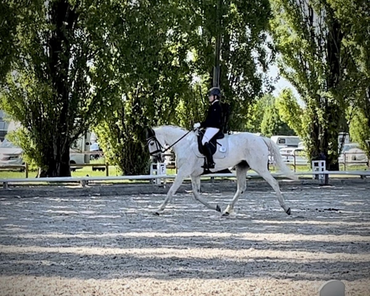 broodmare Calouba 2 (Oldenburg, 2008, from Catoki)