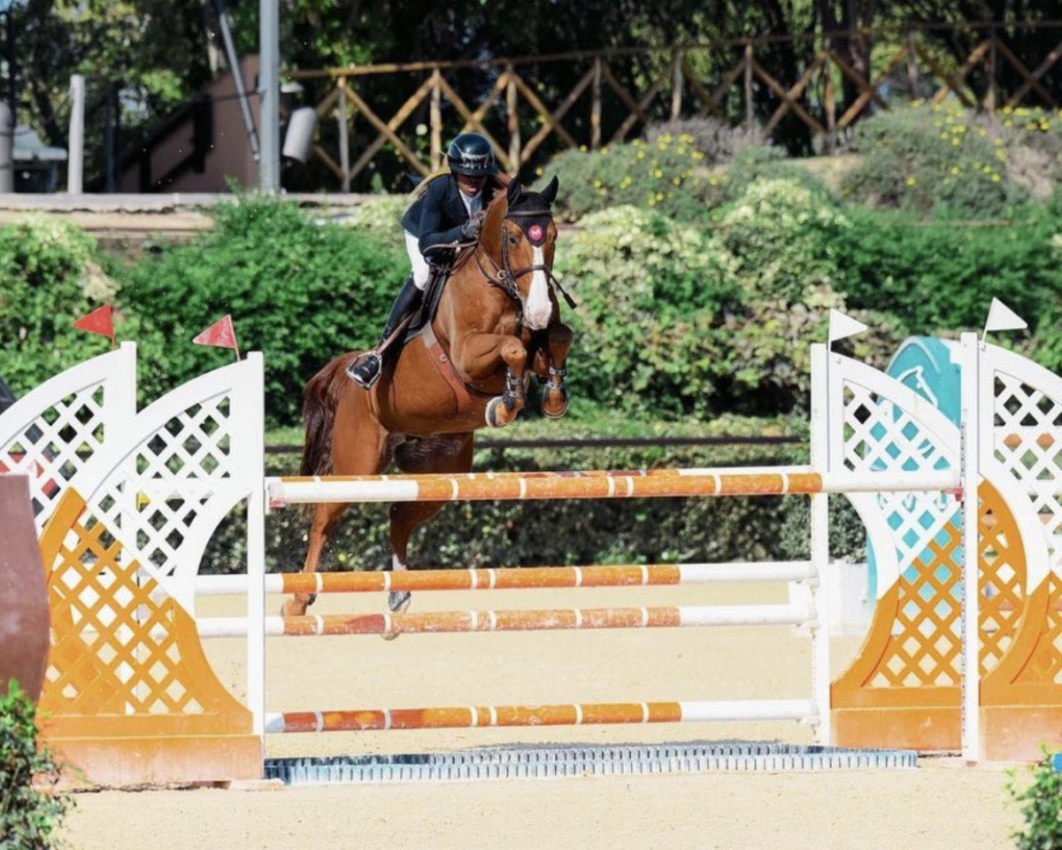 jumper Just America Db (Belgian Warmblood, 2009, from Tinka's Boy)