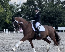 dressage horse Domino 770 (Sachse, 2001, from Donnerprinz)