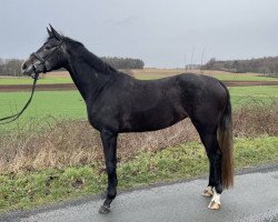 dressage horse Belvina (Oldenburg, 2019, from Benefit)