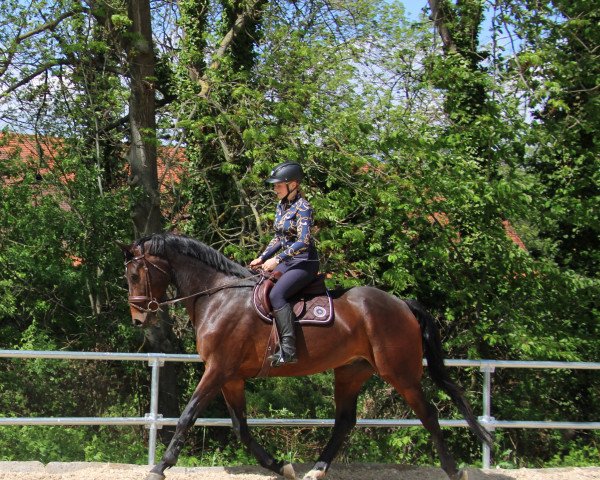 Dressurpferd Contigo 57 (Deutsches Sportpferd, 2016, von Cormitender)