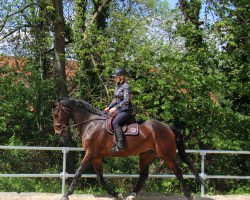 dressage horse Contigo 57 (German Sport Horse, 2016, from Cormitender)