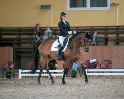 dressage horse Lady Laike (Hanoverian, 2012, from Lemur)