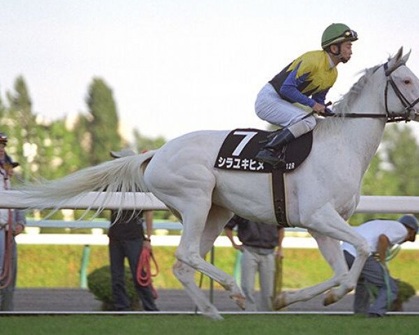 broodmare Shirayukihime xx (Thoroughbred, 1996, from Sunday Silence xx)