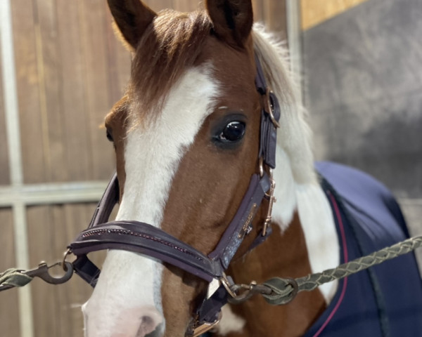 Springpferd Winnetou (New-Forest-Pony, 2008)