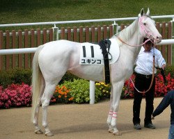 horse Yukinko xx (Thoroughbred, 2012, from Admire Cozzene xx)