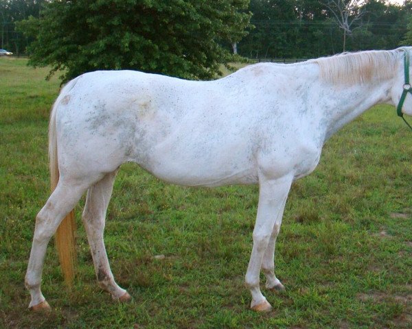 broodmare Artic Color xx (Thoroughbred, 1993, from Puchilingui xx)