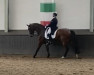 dressage horse Vapiano 7 (Westphalian, 2011, from Vitalis)