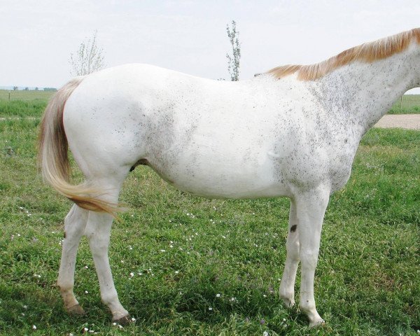 broodmare San Spirit xx (Thoroughbred, 2006, from Airdrie Apache xx)