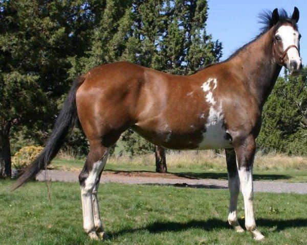 broodmare Painting MS Seattle xx (Thoroughbred, 2004, from Airdrie Apache xx)