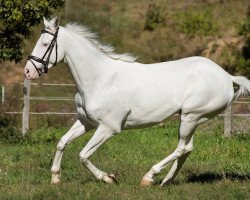 horse Pure White xx (Thoroughbred, 2011, from Profile in Style xx)