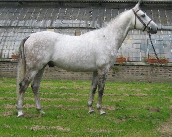 stallion Nid d'Amour de Buissy AA (Anglo-Arabs, 2001, from Ryon d'Anzex AA)