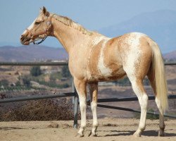 stallion RDA Oro Blanco xx (Thoroughbred, 2005, from Airdrie Apache xx)