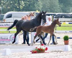 dressage horse Hengst von Estobar NRW / Florencio I (Westphalian, 2021, from Estobar NRW)