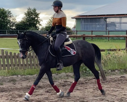 horse K-Luna's Holly (German Riding Pony, 2018, from Big Boy)