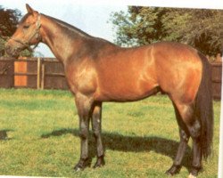 stallion Crooner xx (Thoroughbred, 1966, from Sammy Davis xx)