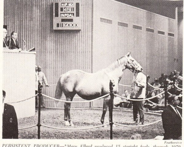 broodmare Mary Ellard xx (Thoroughbred, 1951, from Tudor Minstrel xx)