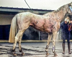 horse Russe Blanc xx (Thoroughbred, 2007, from Machiavellian Tsar xx)