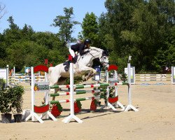 jumper Cassandi (Holsteiner, 2009, from Cascari)