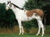 stallion Puchilingui xx (Thoroughbred, 1984, from Native Royalty xx)
