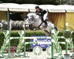 jumper Constantin Z (Zangersheide riding horse, 2016, from Cape Coral Rbf Z)