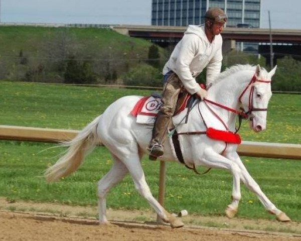 broodmare Perfectlymemorable xx (Thoroughbred, 2006, from Chet D T xx)