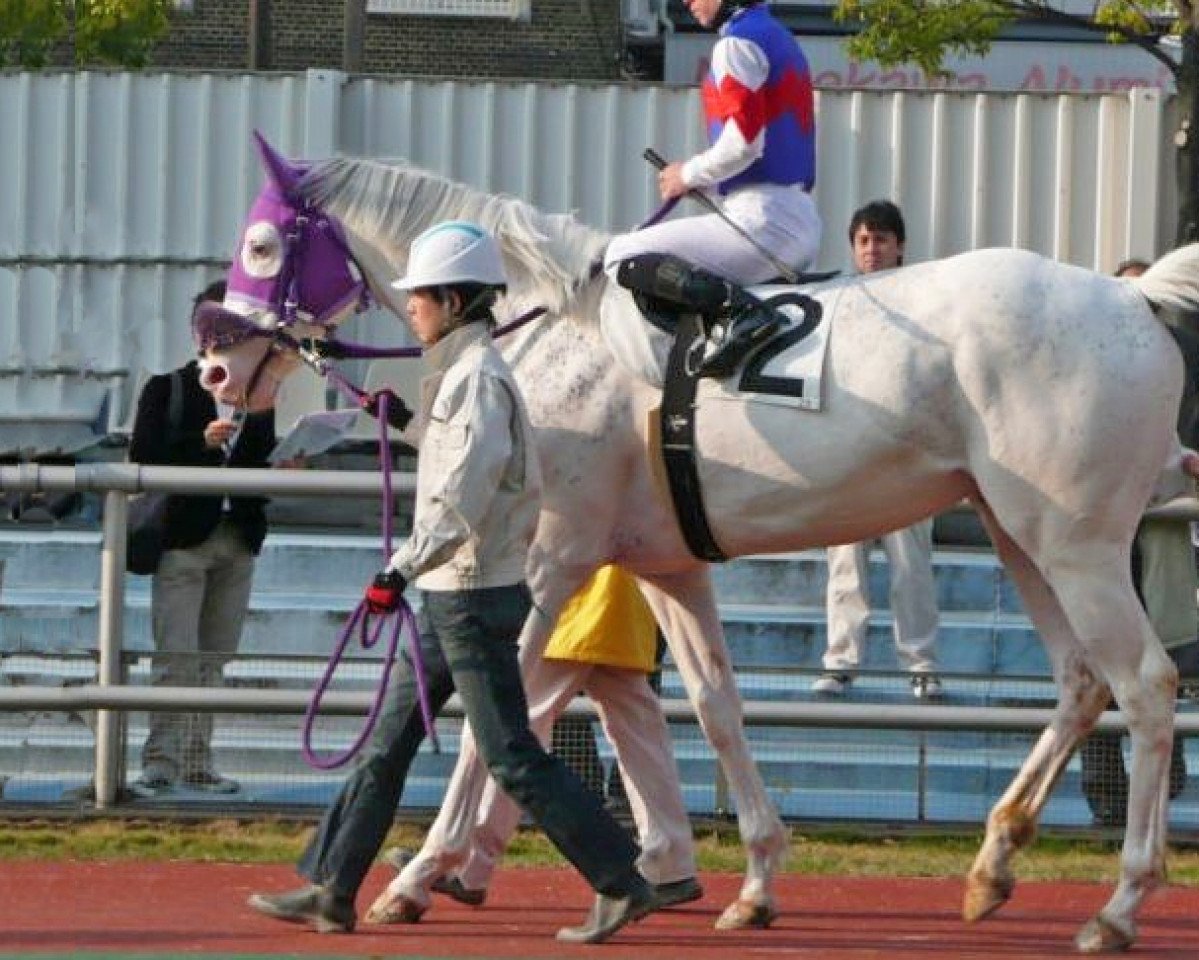Pferd Hakubano Densetsu xx (Englisches Vollblut, 2004, von Hakuho Kun xx)