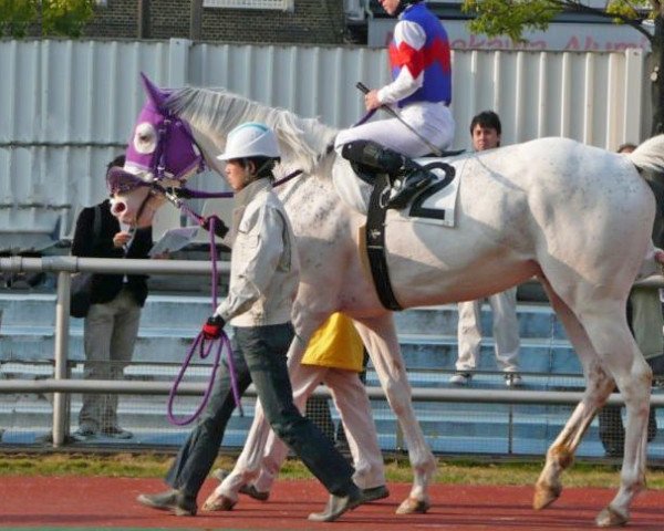 horse Hakubano Densetsu xx (Thoroughbred, 2004, from Hakuho Kun xx)