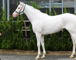 broodmare Oeufs a La Neige xx (Thoroughbred, 2017, from Eishin Flash xx)