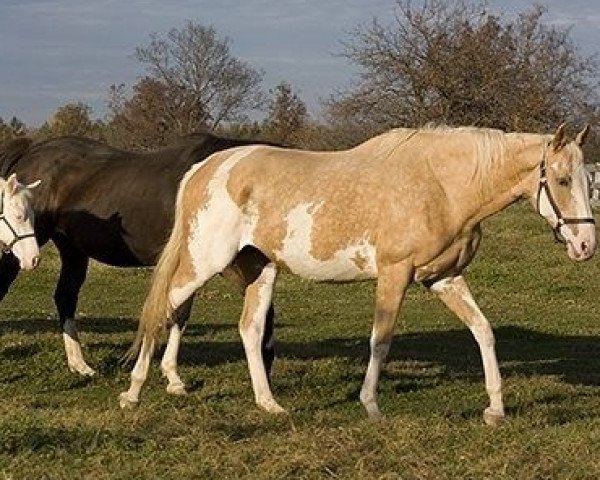 broodmare Colour Conspiracy xx (Thoroughbred, 2004, from Sato xx)