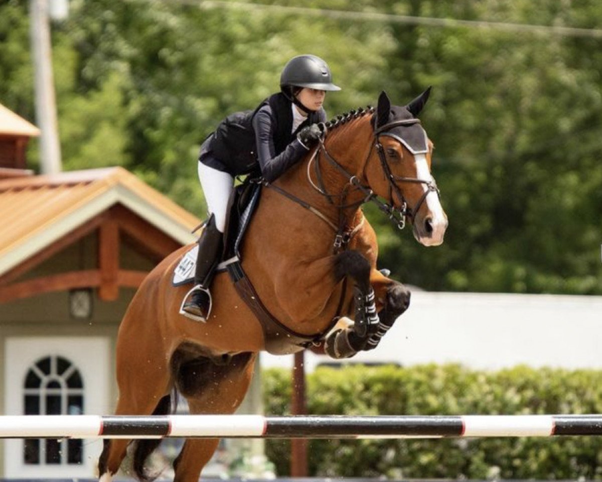 jumper Cantique D Hyrencourt (Belgium Sporthorse, 2008, from Udancer Hero)
