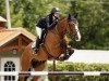 Springpferd Cantique D Hyrencourt (Belgium Sporthorse, 2008, von Udancer Hero)