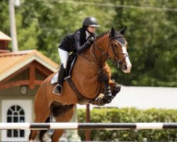 jumper Cantique D Hyrencourt (Belgium Sporthorse, 2008, from Udancer Hero)